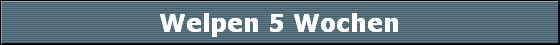Welpen 5 Wochen